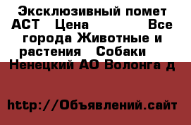 Эксклюзивный помет АСТ › Цена ­ 30 000 - Все города Животные и растения » Собаки   . Ненецкий АО,Волонга д.